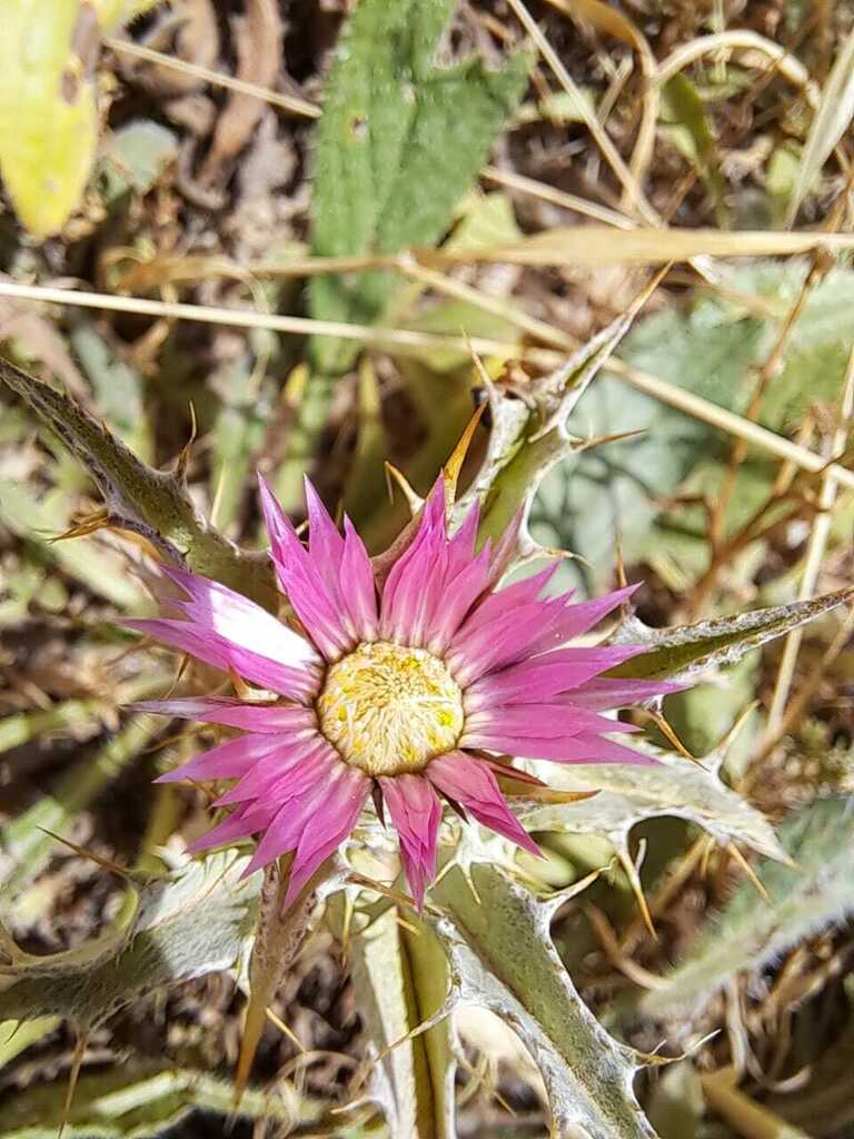 Carlina lanata (Carlina lanata)
