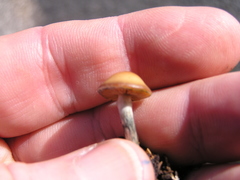 Psilocybe subaeruginosa