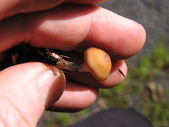 Psilocybe subaeruginosa