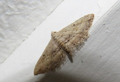 Araeopteron canescens