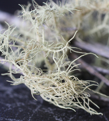 Usnea pusilla