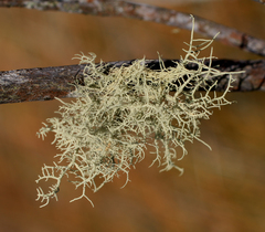 Usnea pusilla