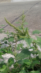 Amaranthus dubius