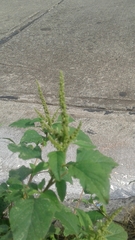 Amaranthus dubius