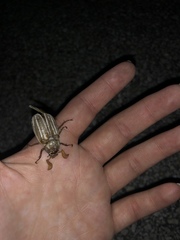 Polyphylla occidentalis