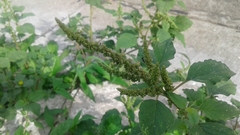 Amaranthus dubius