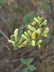 Lonicera interrupta