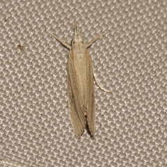 Diatraea