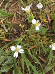 Cerastium arvense