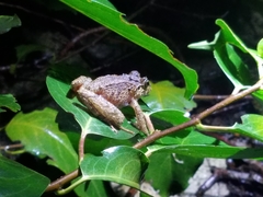 Craugastor melanostictus