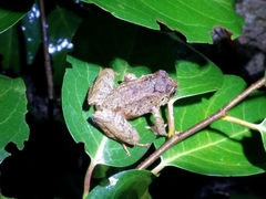 Craugastor melanostictus