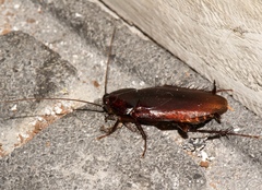 Periplaneta fuliginosa