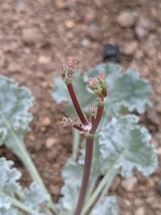 Eriogonum elegans