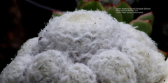 Mammillaria plumosa