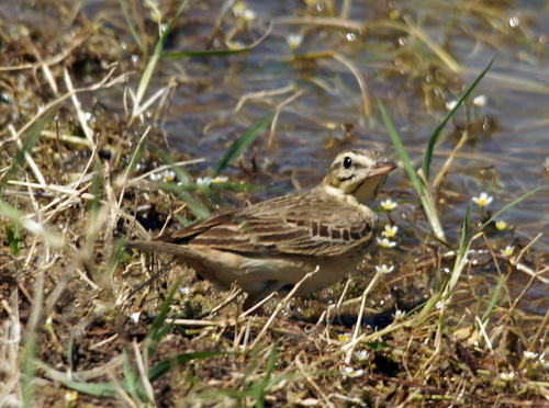 Bisbita campestre (Anthus campestris)