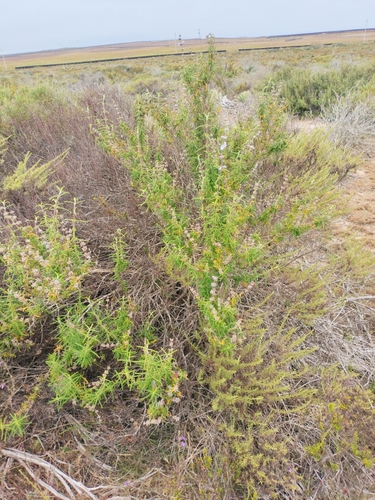 Image of Salvia brandegeei by no rights reserved