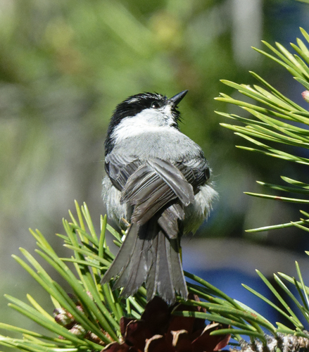 iNaturalist observation photo of Mountain Chickadee