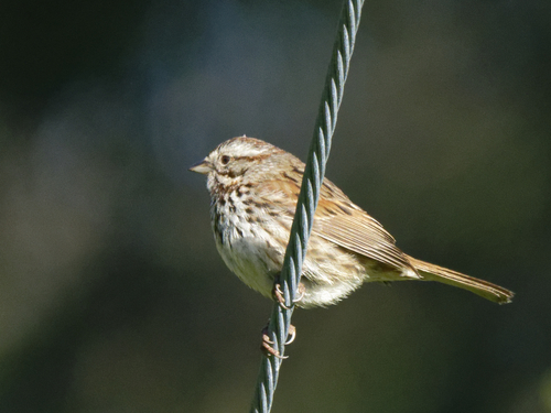 iNaturalist observation photo of Song Sparrow