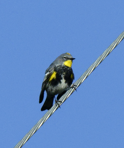 iNaturalist observation photo of Audubon's Warbler