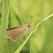 Swarthy Skipper - Photo (c) Ty Smith, some rights reserved (CC BY-NC), uploaded by Ty Smith