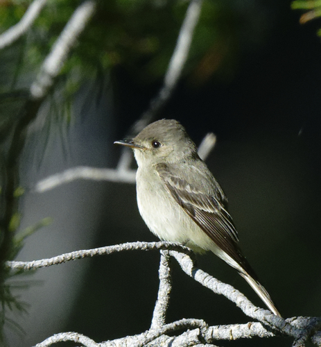 iNaturalist observation photo of Western Wood-Pewee