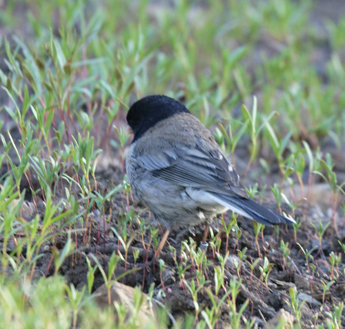 iNaturalist observation photo of Dark-eyed Junco