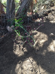 Caulanthus amplexicaulis