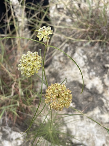 Asclepias engelmanniana