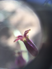 Caulanthus amplexicaulis