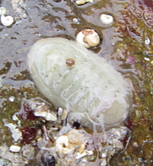 Ischnochiton maorianus