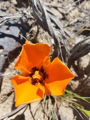 Calochortus kennedyi kennedyi