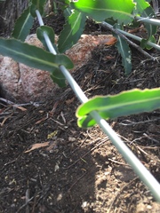 Caulanthus amplexicaulis