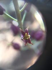 Caulanthus amplexicaulis