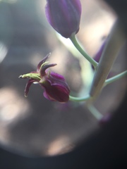 Caulanthus amplexicaulis