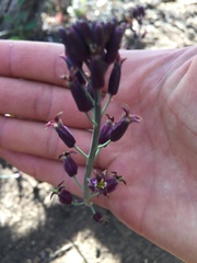 Caulanthus amplexicaulis