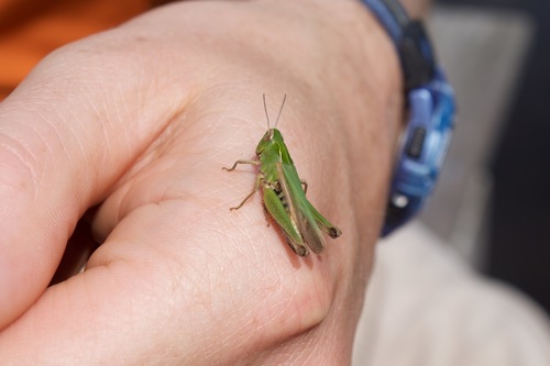 Common Green Grasshopper, 6731 Otterlo, Netherlands, photo 9 of 10