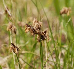 Carex duriuscula