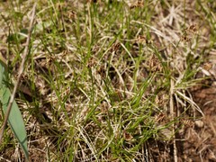 Carex duriuscula