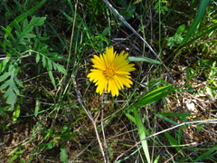 Thelesperma flavodiscum