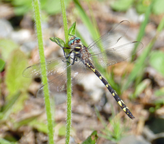 Cordulegaster bilineata