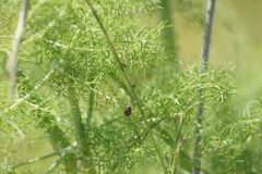 Paranaemia vittigera