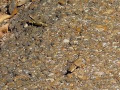 Paroxya