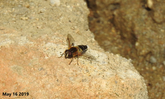 Helophilus eristaloidea