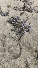 Eriastrum eremicum eremicum