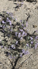 Eriastrum eremicum eremicum