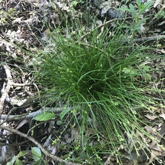 Carex seorsa