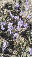 Eriastrum eremicum eremicum