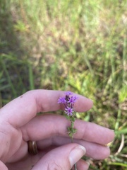 Polygala incarnata image