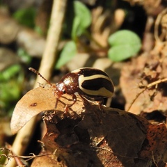 Bidensomela