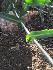 Caulanthus amplexicaulis